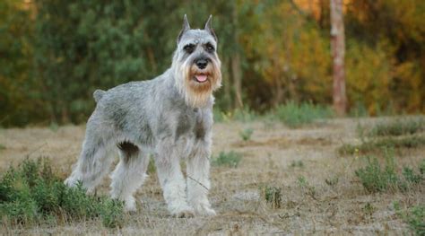 Standard Schnauzer Breed Information Facts Traits Pictures And More