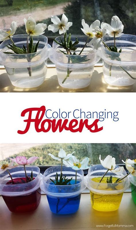 3.9 out of 5 stars 104. Color Changing Flowers | Educational activities for kids ...