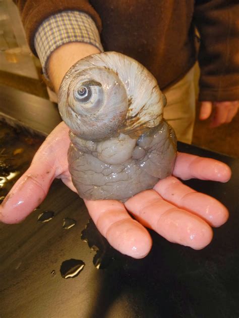 For keeping the snails do not require special conditions: An Ocean Lover in Maine: Moon snails and the biggest foot ever