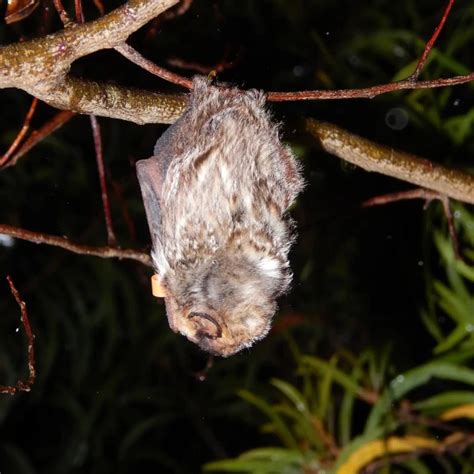 Hawaiian Hoary Bat Facts Diet Habitat And Pictures On Animaliabio