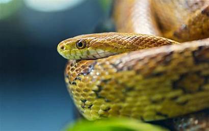 Snake Snakes Viper Wallpapers Desktop Anaconda Worlds