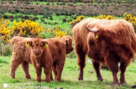 Highland Cattle In Ireland Black Field Farm