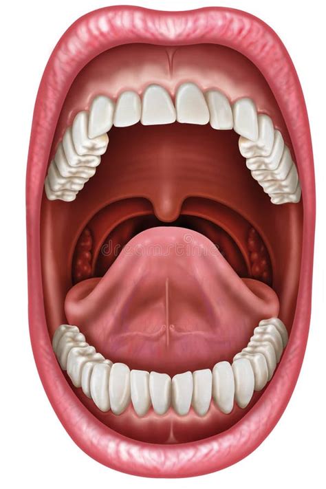 Anatomy Mouth Stock Illustration Illustration Of Bone