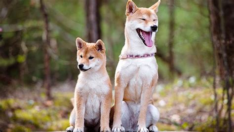 Feeding the shiba inu scraps can be a bad idea as it is relatively small and can be a little prone to putting on extra weight. Shiba Inu Puppies: Cute Pictures And Facts - Dogtime