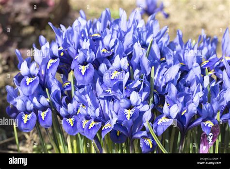 Blue Iris Iris Reticulata Stock Photo Alamy