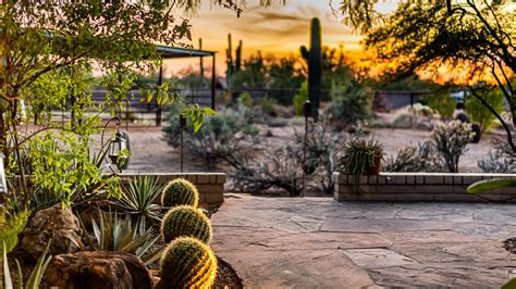 A Comprehensive Guide To Maintaining Your Arizona Desert Plants