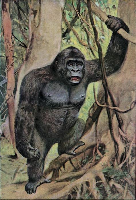 Male Gorilla In The Jungle Vintage Engraving Stock Illustration