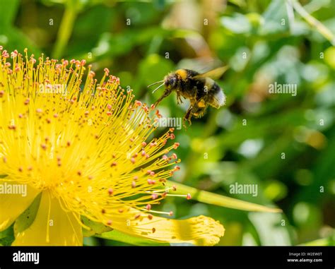 Bumble Bee Pollen Sac Hi Res Stock Photography And Images Alamy
