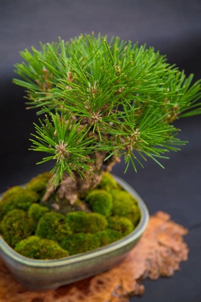 Miniature Japanese Bonsai Tree Free Stock Photo Public Domain Pictures