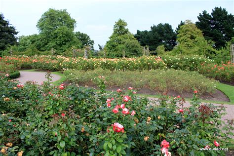 Regents Park London England Rose Gardens Inside Queen Marys