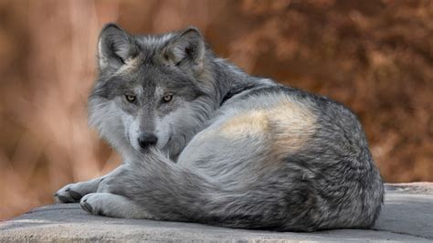 Cool collections of wolf iphone wallpaper for desktop laptop and mobiles. Animal Wolf 34 4K 5K HD Animals Wallpapers | HD Wallpapers ...