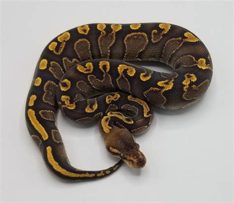 Ghi Mahogany Het Pied Ball Python By Milbradt And Caponetto Pythons Morphmarket