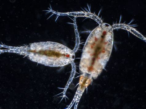 What Are Copepods Science Communication