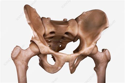 Pelvis Joints Artwork Stock Image C0206266 Science Photo Library