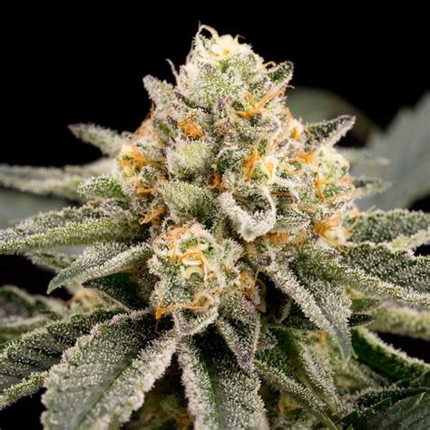 Zombie Bride Cannabis Seeds By Ripper Seeds