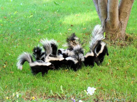 Use a sturdy garbage can that is not easy to tip over and ensure it is always secured with a lid. Tips to Help Keep Skunks Out of Your Garden