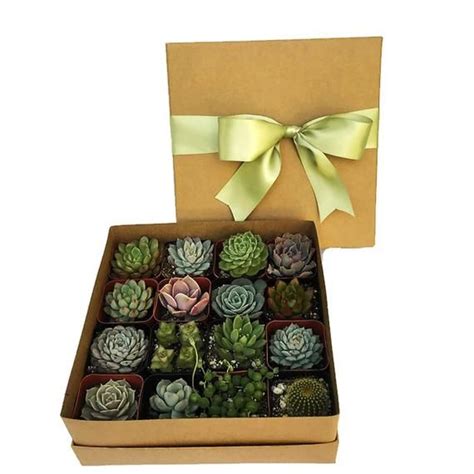 Be sure to enter in your personalized message in the area provided exactly as you. 16 Succulent Plants in Kraft Gift Box with your choice of ...