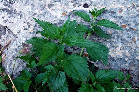 Kahramanmaraş'ın bir birinden lezzetli yemeklerini tatnızı mı? Kahramanmaraş yaylalarından, değişik yemekleri yapılan ...