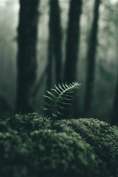 Tumblr Forest Scenery Dark Green Aesthetic Green Aesthetic