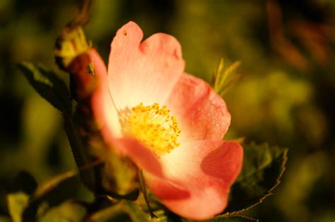 Selective Focus Photography Of Pink Petaled Flower · Free Stock Photo