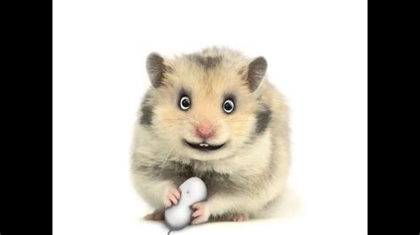 Evil Hamster Crazy Talk 7 Youtube