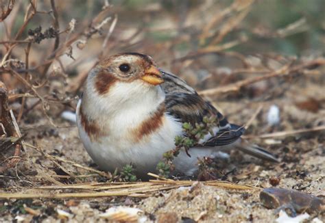 Winter Birding At The Naze And Holland Haven Swallow Birding