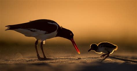 2018 Audubon Photography Awards The Atlantic