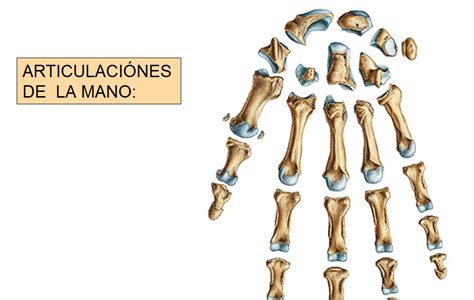 Anatomia Humana Articulaciones De La Mano 1
