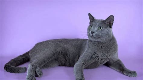 Pictures Of My Cat Breed Russian Blue Youtube
