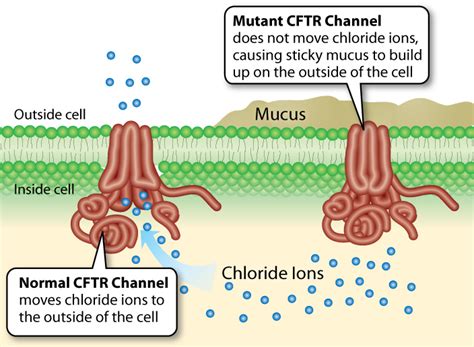 The cystic fibrosis transmembrane conductance regulator (cftr) and its stability. Here Be Dragons : Examining a Lesser Known Side of Cystic ...