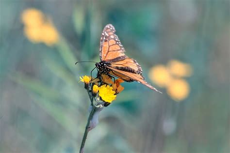 A Monarch Butterfly Perched Atop Yellow Wildflowers On A Backdrop Of