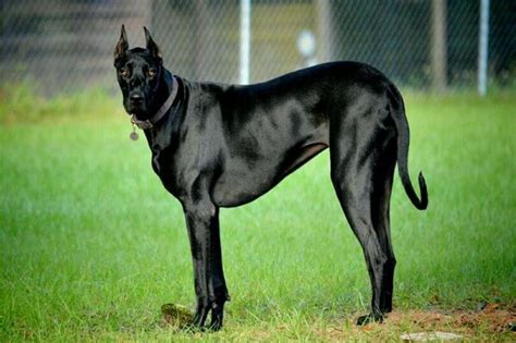 37 Great Dane Doberman Great Dane Big Dogs Image Codepromos