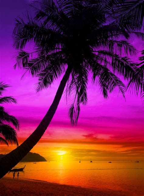 Palm Tree Silhouette On Tropical Beach At Sunset By Maciej Bledowski