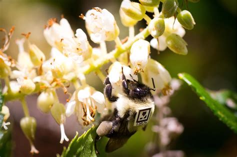 Study Shows Pesticide Exposure Can Dramatically Impact Bees Social