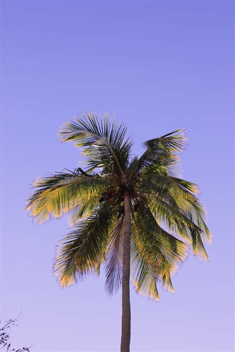 Download coconut tree stock photos. Best 500+ Coconut Tree Pictures HD | Download Free ...