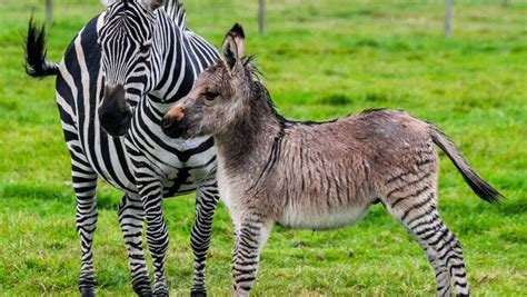 A Zonkey A Rare Cross Between Donkey And Zebra Is Born In England