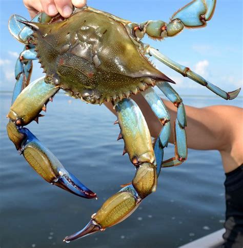 Louisiana Crabbing Crab Blue Crab Louisiana Seafood
