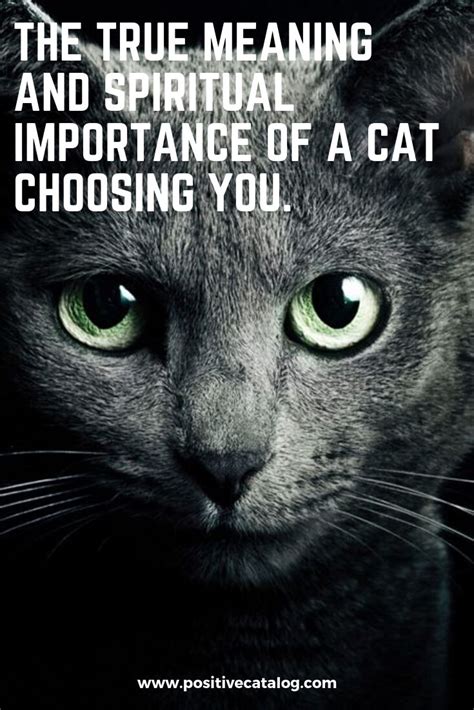 The True Meaning And Spiritual Importance Of A Cat Choosing You