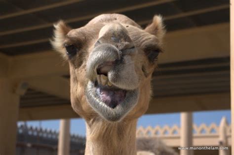 Camel Gazing At The Royal Camel Farm Bahrain Rnr Travel Travel And Lifestyle Blog By Ryan