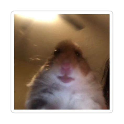A Blurry Photo Of A Hamster Looking At The Camera