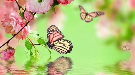 Best Pink Butterfly Wallpaper Hd Butterfly Wallpaper