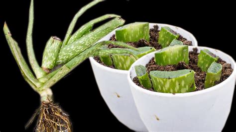 How To Grow Plan Aloe Vera From Leaf Youtube