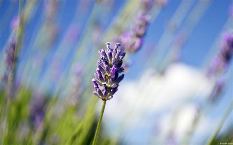 Free Download Lavender Hd Wallpaper High Definition High Quality