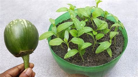 Grow Eggplant At Home Grow From Seeds Youtube