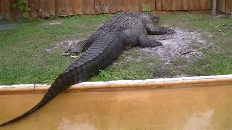 Gatorland Video Chester The Alligator Youtube