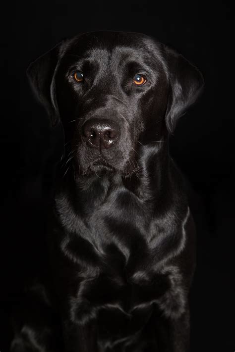 Dog Portrait Photography In High Wycombe Buckinghamshire Mark