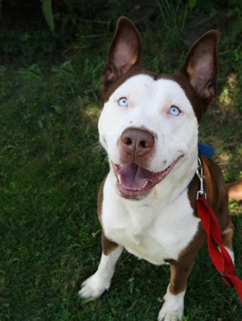 Husky Pitbull Mix Raww