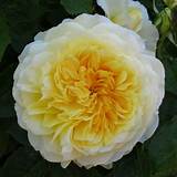 Fragrant Yellow Climbing Rose