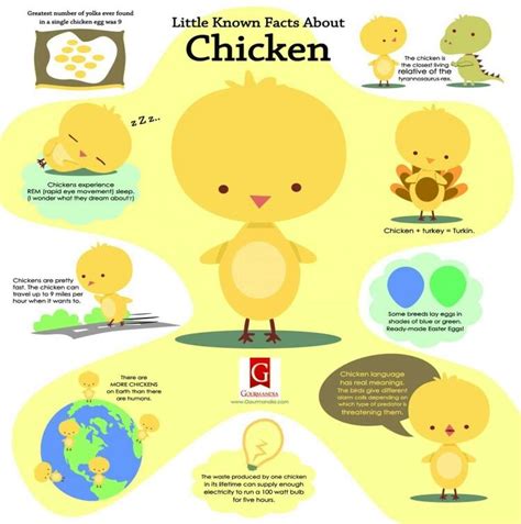 Isnt This The Cutest Chicken Facts Cute Chickens Facts For Kids