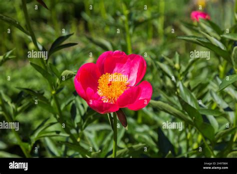 Rose Pink Paeonia Skylark Herbaceous Hybrid Peony Stock Photo Alamy